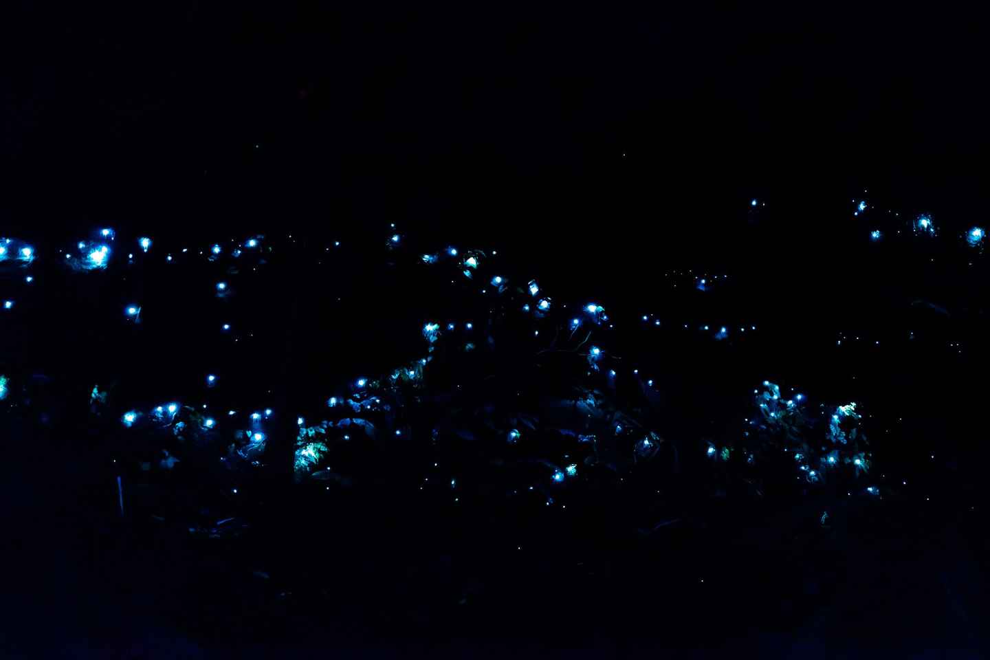 Gold Coast: Evening Rainforest and Glow Worm Experience - Gold Coast: Evening Rainforest and Glow Worm Experience