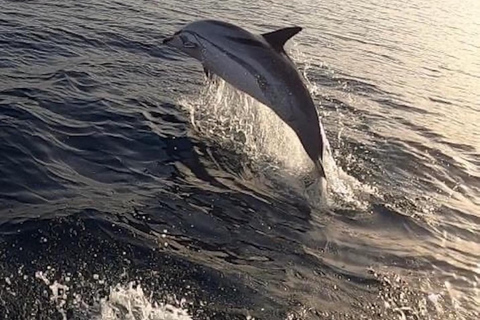 tour en barco explorando y buscando delfines en Acitrezza