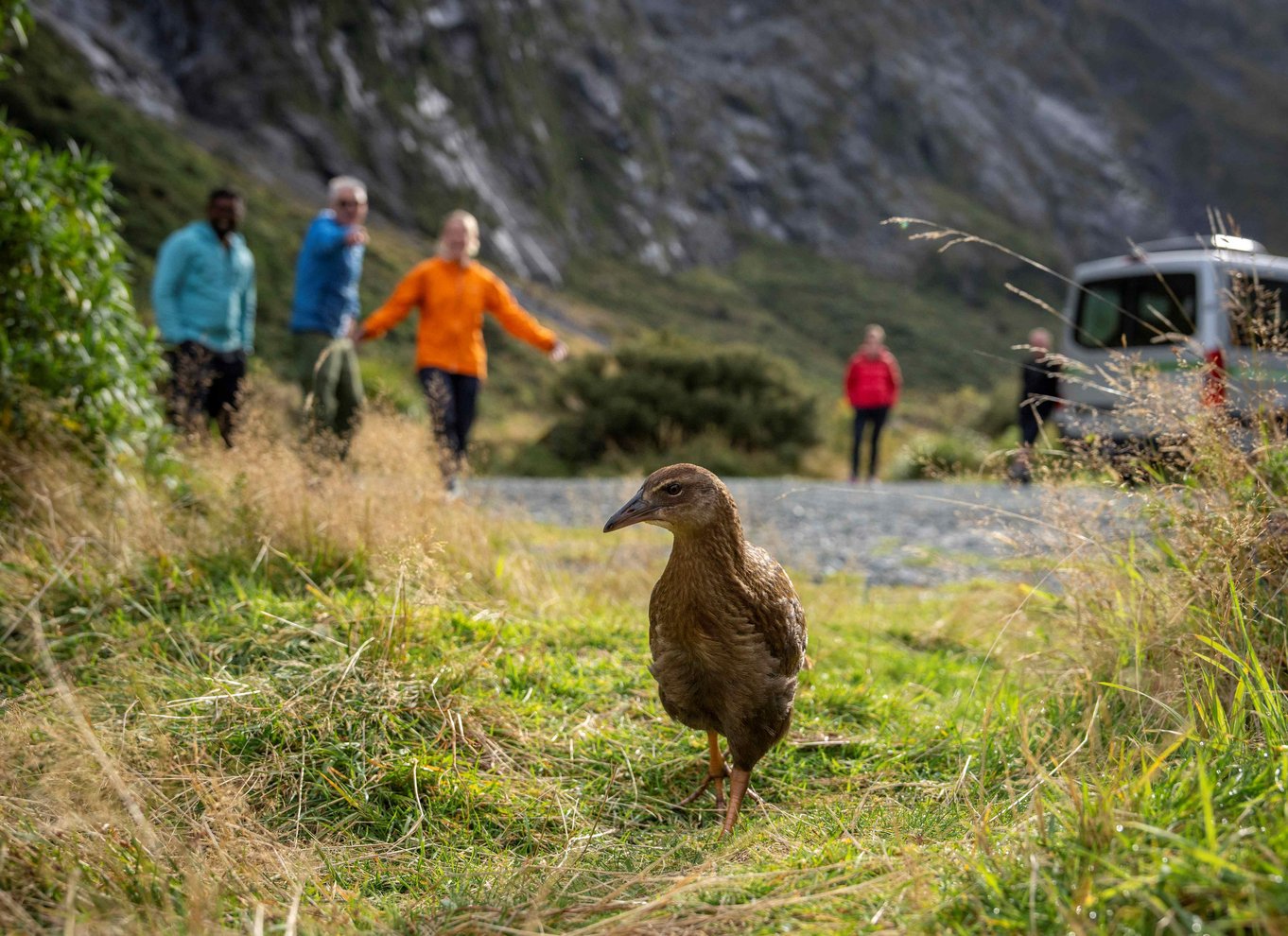 Fra Te Anau: Milford Sound bus, krydstogt og vandreture