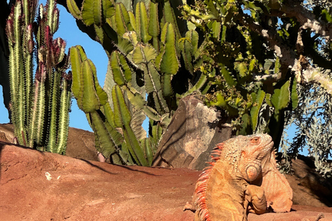 Agadir: Goats on Trees & Crocoparc Tour Goats on Trees & Crocoparc – Entry Ticket Included