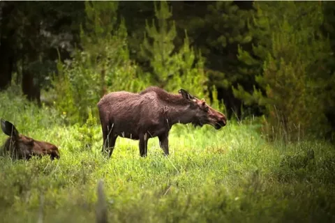 Från Stockholm: Viltsafari med middag vid lägereld