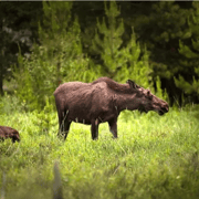 From Stockholm: Moose & Wildlife Safari with Campfire Dinner