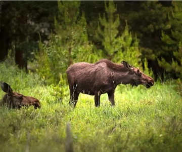 From Stockholm: Moose & Wildlife Safari with Campfire Dinner