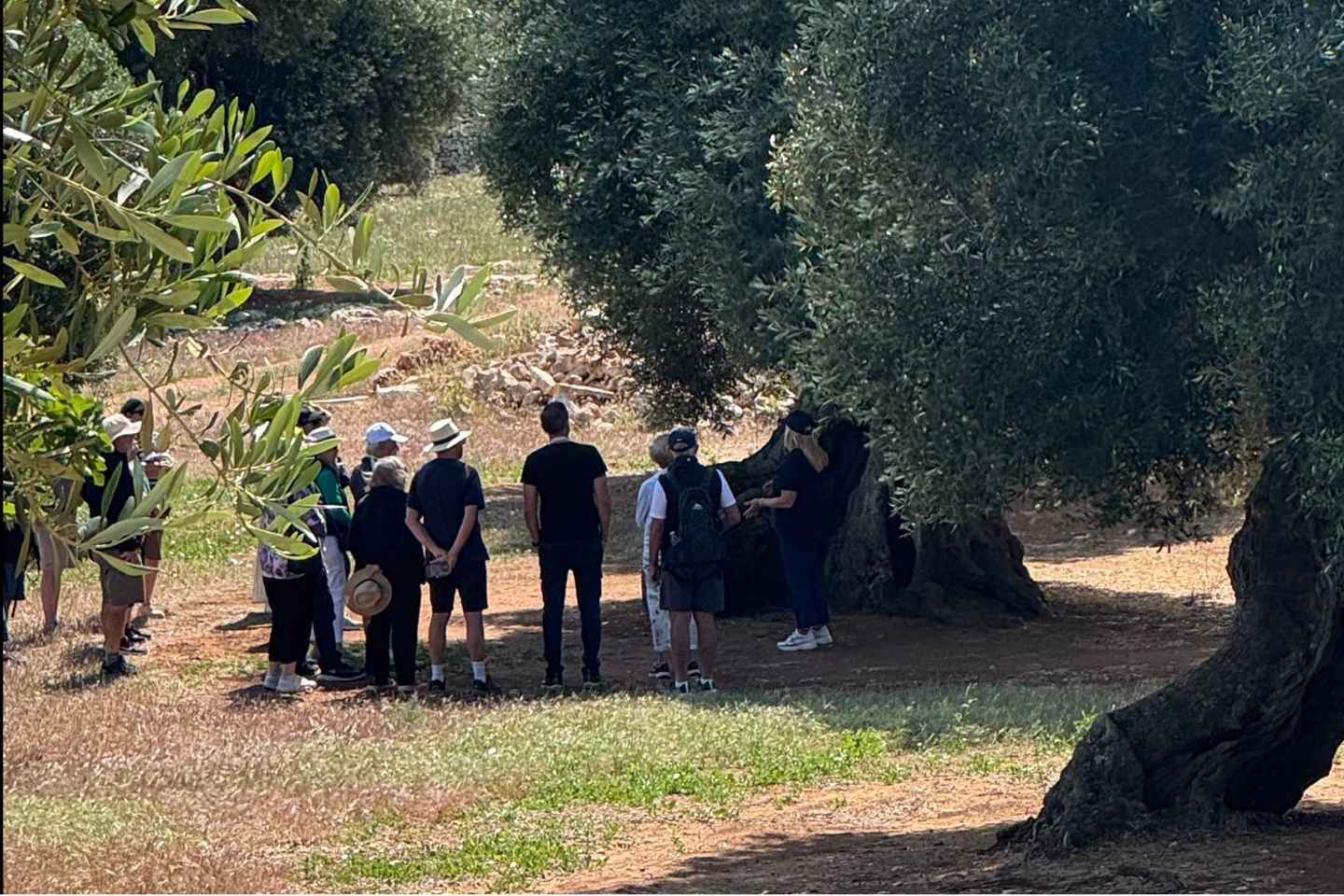 Ostuni: Masseria tour among thousand-year-old olive trees with oil tasting