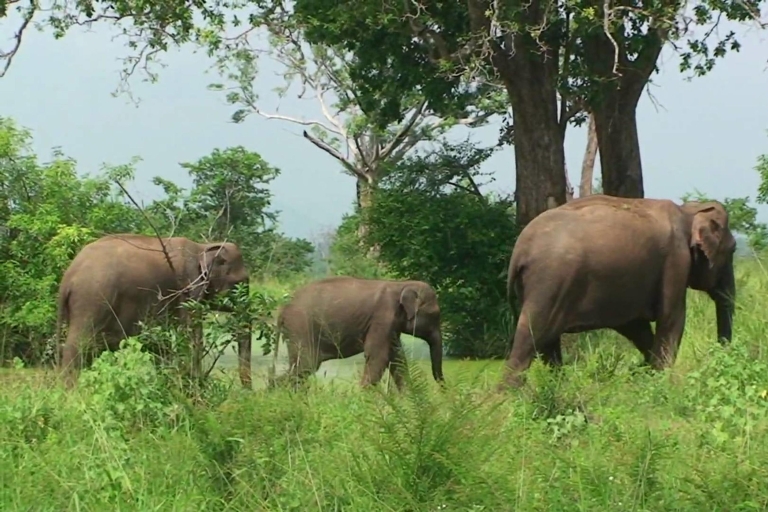 Au départ d'Ella :- Safari à Udawalawa et visite de la maison de transit des éléphants