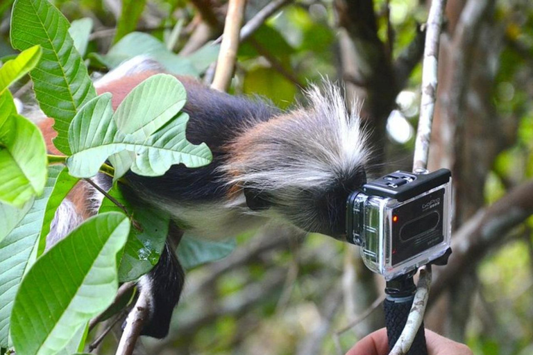 Zanzibar: Jozani forest, Reptile park and Salaam cave tour Private tour with Hotel pick up and drop-off included.