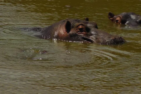 Schotia Safaris: Os melhores encontros com a vida selvagem em Port Elizabeth