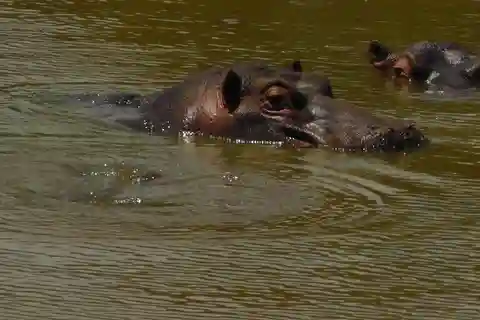 Schotia Safaris: Best Wildlife Encounters in Port Elizabeth