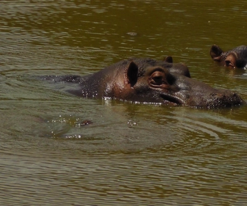 Schotia Safaris: Best Wildlife Encounters in Port Elizabeth