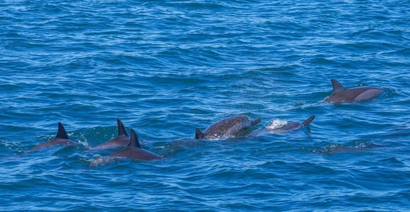 Speedboat to Ile aux Benitiers: Dolphin Encounter & Lunch