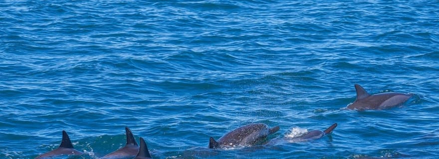 Bateau rapide pour l'île aux Benitier : Rencontre avec les dauphins et déjeuner