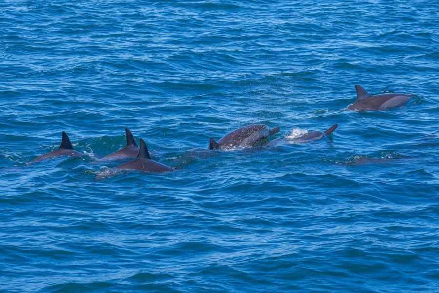 Schnellboot zur Ile aux Benitier: Delfin-Begegnung & Mittagessen
