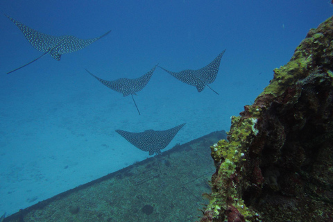 Cancun: Shipwreck & Reef for Certified Divers