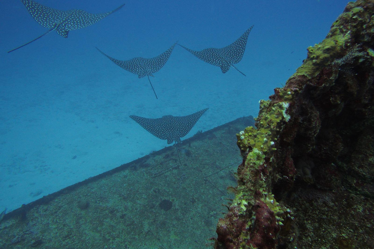 Cancun: Shipwreck & Reef for Certified Divers