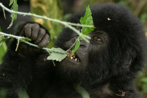 恩德培：9日乌干达大猩猩追踪与坦桑尼亚野生动物之旅恩德培：9天乌干达大猩猩追踪与坦桑尼亚野生动物园之旅