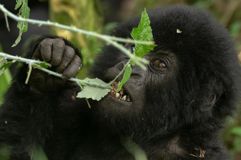 恩德培：9日乌干达大猩猩追踪与坦桑尼亚野生动物之旅恩德培：9天乌干达大猩猩追踪与坦桑尼亚野生动物园之旅