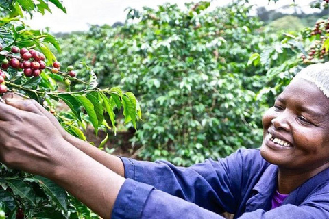 Visita a una granja de café en nairobi con servicio de recogida y regreso gratuito.