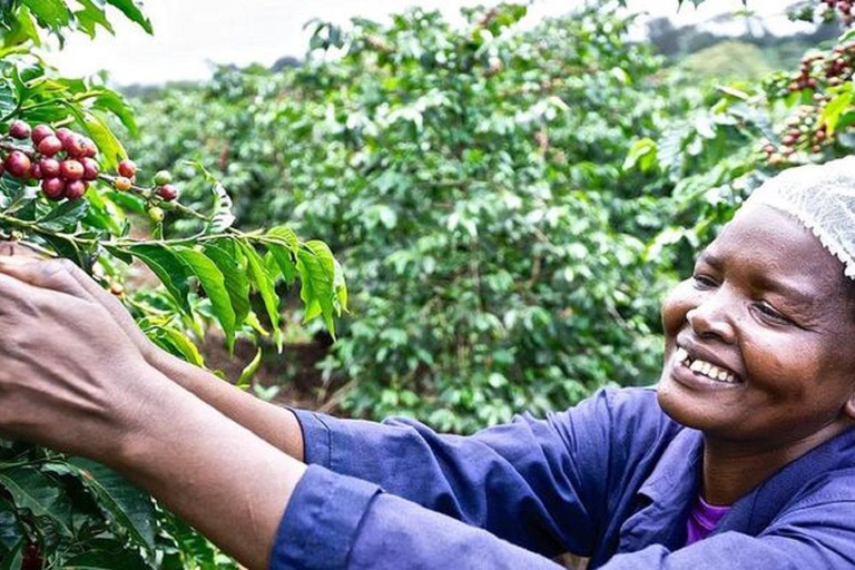 Visita a una granja de café en nairobi con servicio de recogida y regreso gratuito.