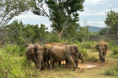 Sigiriya/Dambulla/Habarana: Safari i Minneriya nationalpark