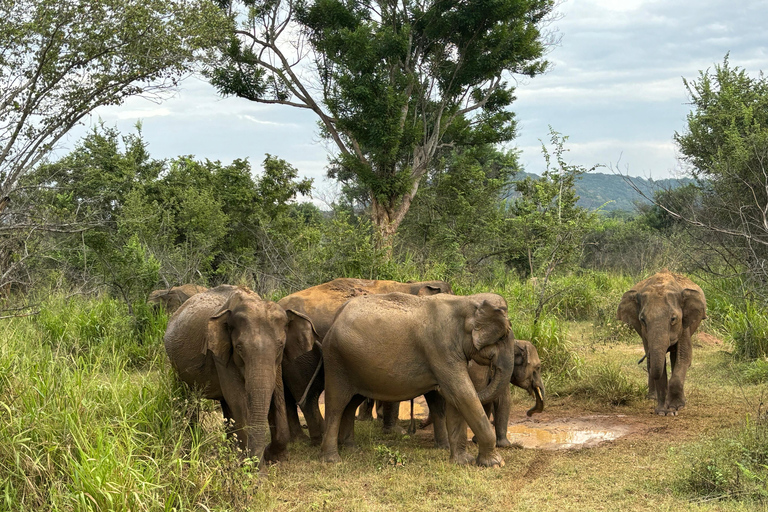 Sigiriya/Dambulla/Habarana: Minneriya National Park Safari