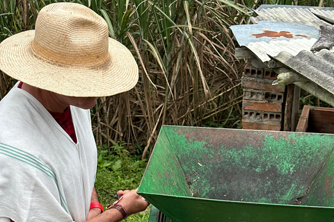 From Medellín: Coffee Farm Hiking & Exotic Fruit Marketplace