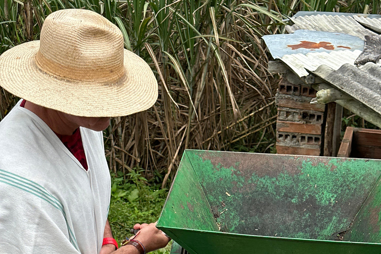 From Medellín: Coffee Farm Hiking & Exotic Fruit Marketplace