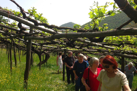 From Positano: Amalfi Coast Tour and Wine Tasting with Lunch