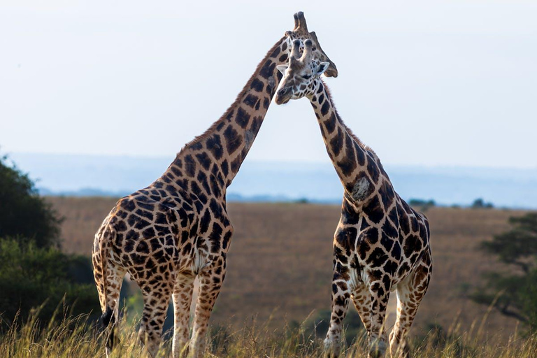 From Zanzibar: Mikumi Safari Day Trip with Flights and Lunch