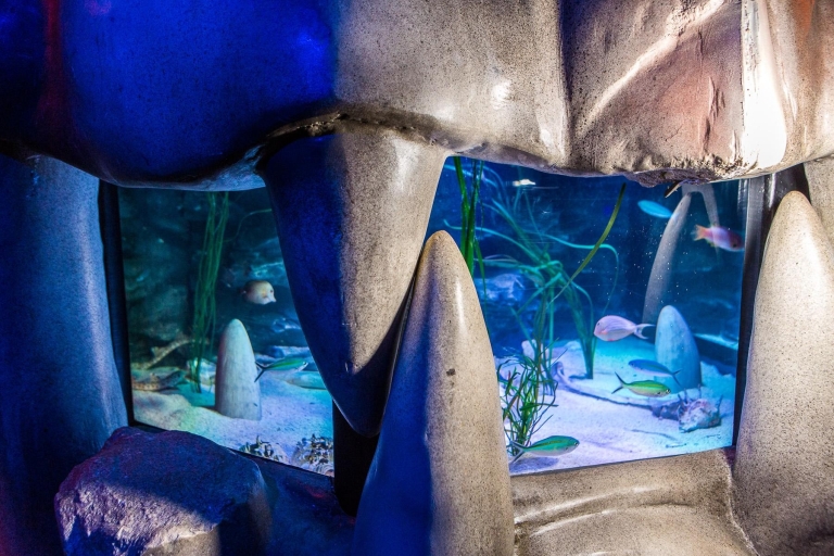Billet d’entrée pour l’aquarium SEA LIFE de MelbourneBillet pour l’aquarium en période creuse