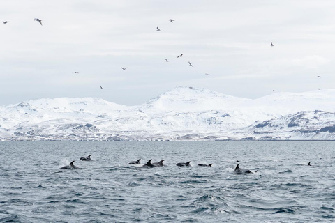 Ólafsvík: Whale Watching Tour