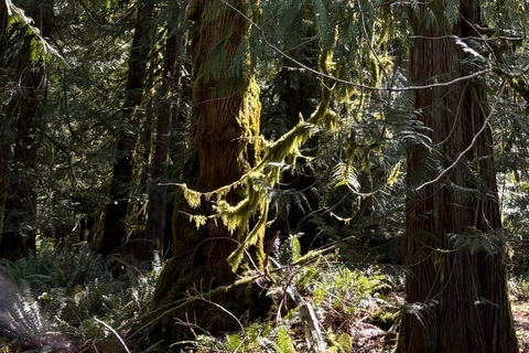 Tour Olympic National Park: Mountains, Lake, and Rainforest