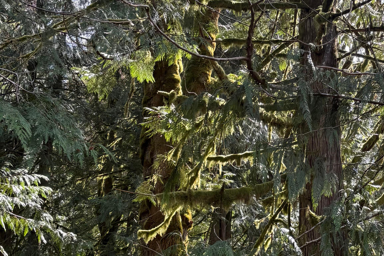 Tour Olympic National Park: Mountains, Lake, and Rainforest
