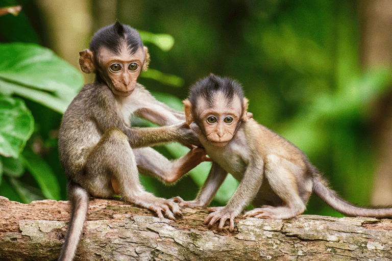 Bali: rafting en aguas bravas, bosque de los monos y puesta de sol en Tanah Lot