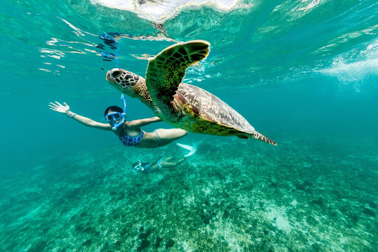 From Tumbes/Zorritos: Whale Watching & Sea Turtle Swim Tour