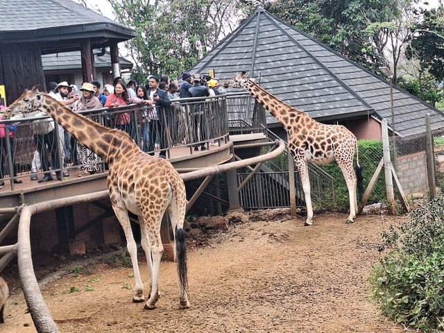 Karen Blixen Museum and Giraffe Center Day Excursion