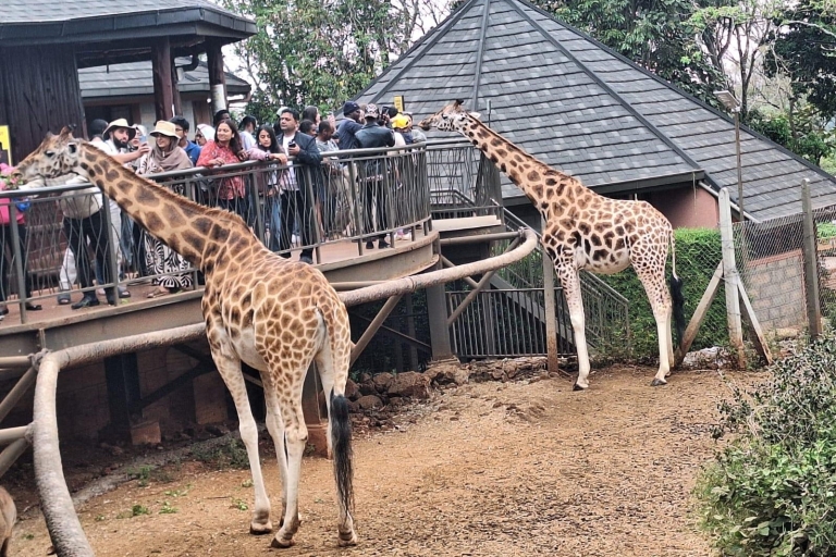Visite du centre des girafes, du musée David Sheldrick et du musée Blixen