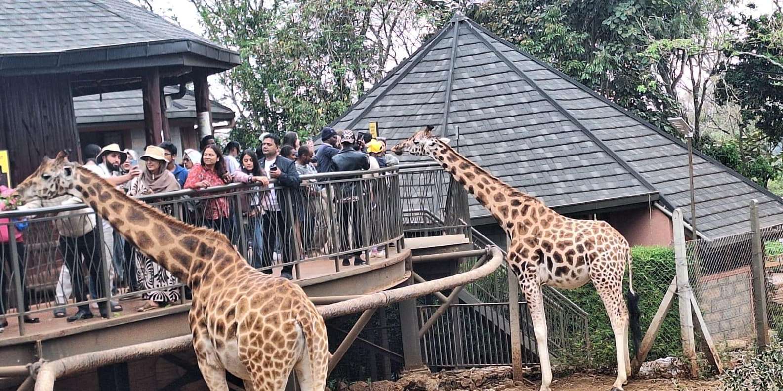 Nairobi Giraffe Center Tour with Karen Blixen & Kobe Beads