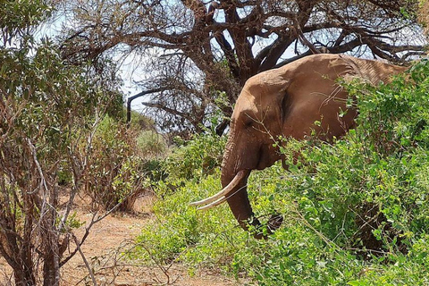 Mombasa/Diani: 2-Day Tsavo East Safari with Meals Private day tour to Tsavo East National Park - VAN