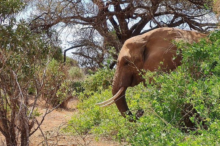 Mombasa/Diani: 2-Day Tsavo East Safari with Meals Private day tour to Tsavo East National Park - VAN