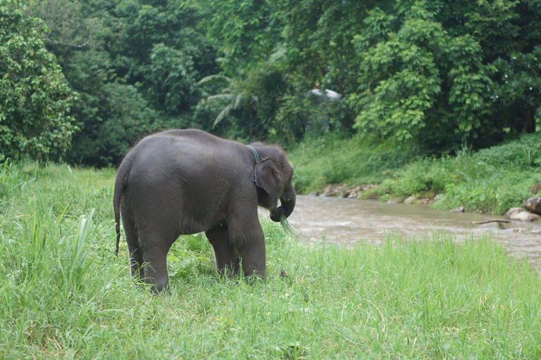 Chiang Mai: Ethical Elephant Experience - Transfer Options A : Meeting Point Feeding, Walk with Elephants (No Transfer)