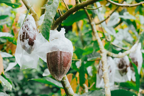 Gangga: Half-Day Heritage, Waterfall & Food Experience