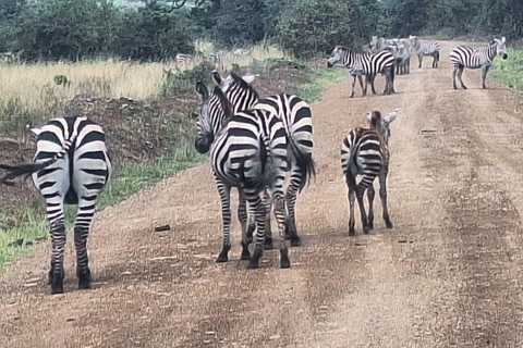 Nairobi National Park, Giraffe Center, Orpanage & Bomas Trip