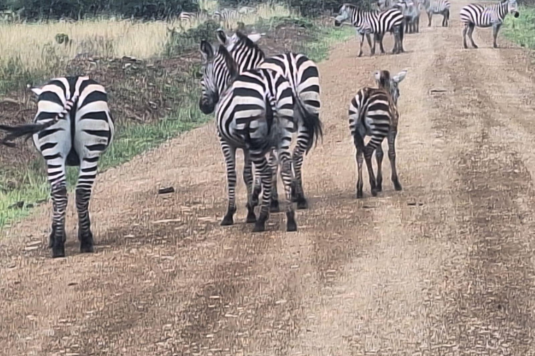 Nairobi National Park, Giraffe Center, Orpanage & Bomas Trip