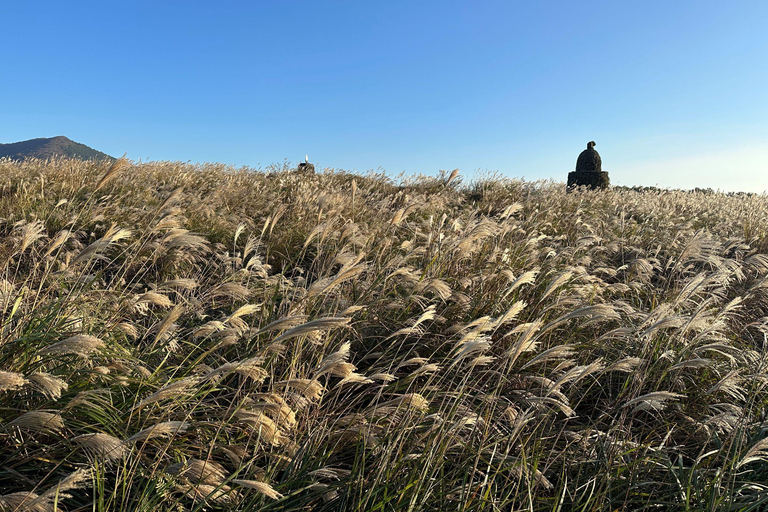 جيجو: جولة مجموعة صغيرة مع قطف الكاميليا واليوسفي
