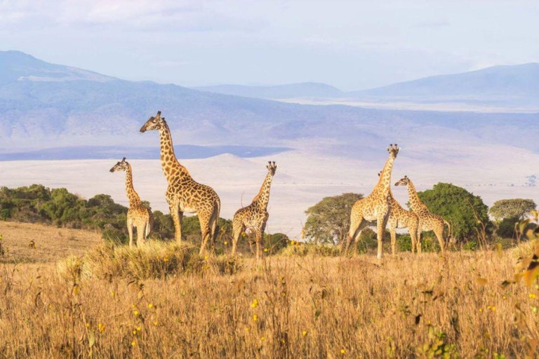 4 days Tanzania Budget Camping Safari