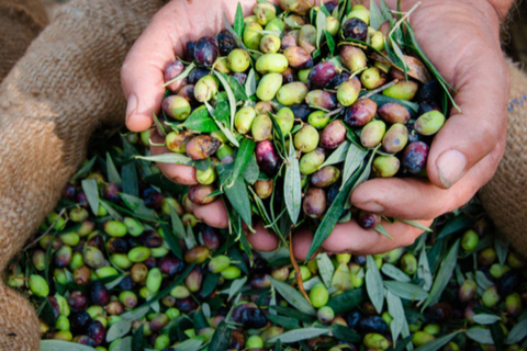 Modena: Organic & Traditional Balsamic Vinegar Tour with EVO Oil Tasting