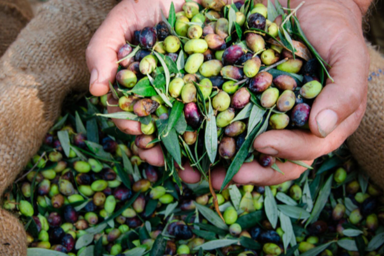 Modena: Organic & Traditional Balsamic Vinegar Tour with EVO Oil Tasting