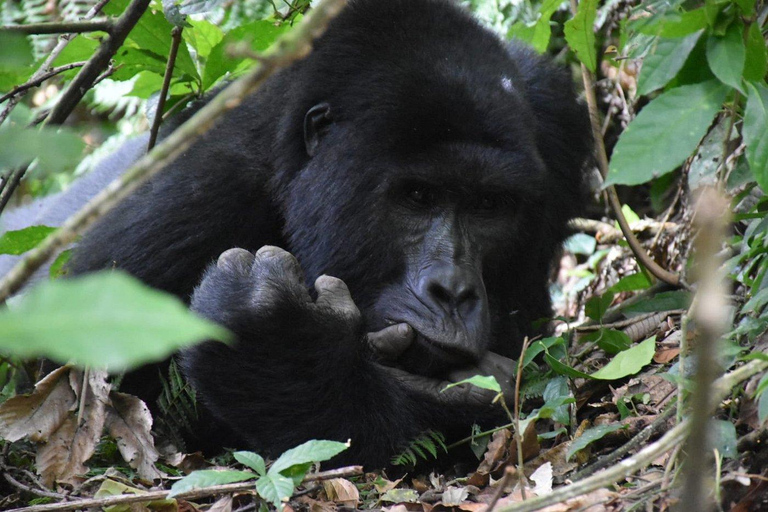 Rwanda: Luxury Gorilla Safari