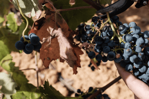 Requena: Bodegas Nodus Winery Tour and Wine Tasting