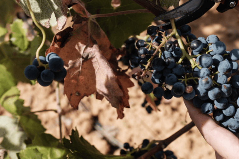 Requena: Bodegas Nodus Winery Tour and Wine Tasting